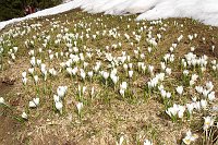 01 Crocus e neve